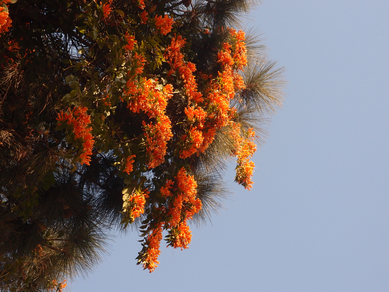 2018-01-22 14 Uhr - Kopan Monastary (Foto) 